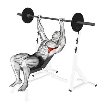 Barbell Incline Bench Press - How To, Muscles Worked, Form Cues ...