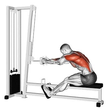 Cable Low Seated Row - How To, Muscles Worked, Form Cues, Variations ...