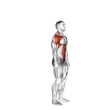 Bear Crawl - How To, Muscles Worked, Form Cues, Variations | Pumpd
